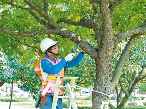 鋸樹方法|正確修剪樹木方法，了解樹木修剪季節、需準備工具與修樹價格估。